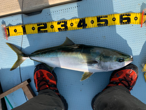 メジロの釣果