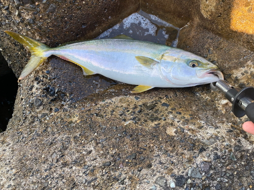 イナダの釣果