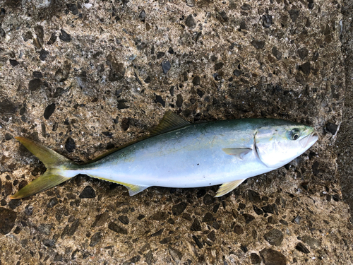 ハマチの釣果