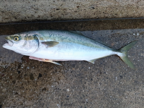 ハマチの釣果