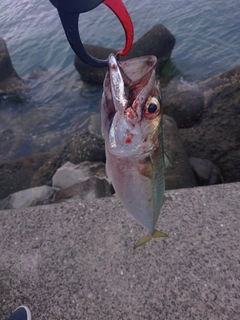 マサバの釣果