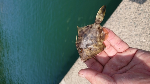 カワハギの釣果