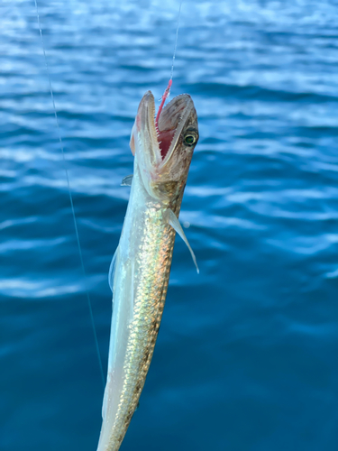 エソの釣果