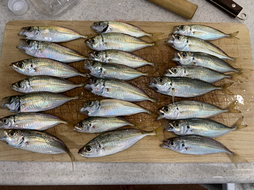 アジの釣果