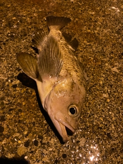 エゾメバルの釣果