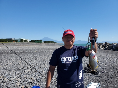 ショゴの釣果