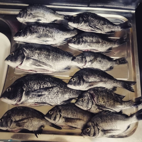 クロダイの釣果