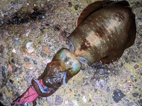 アオリイカの釣果