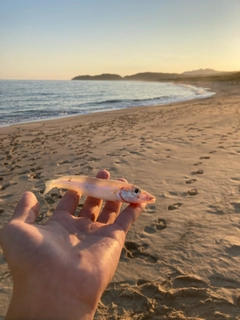 キスの釣果