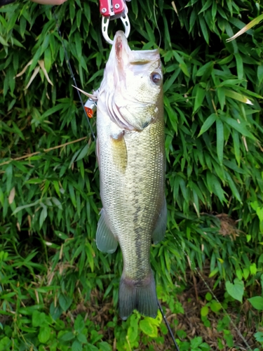 ラージマウスバスの釣果