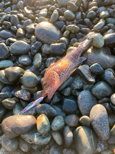 オオモンハタの釣果