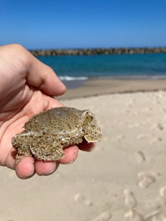 カニの釣果