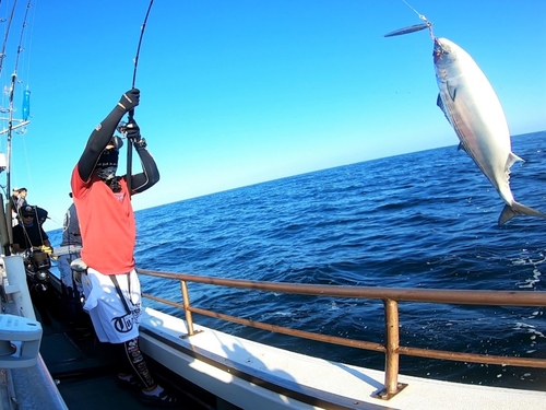 ハガツオの釣果