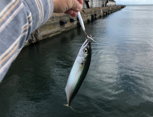 サバの釣果