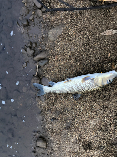 ニゴイの釣果