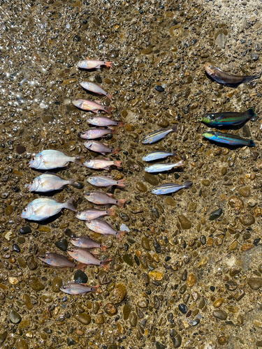 チダイの釣果