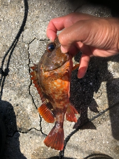 カサゴの釣果