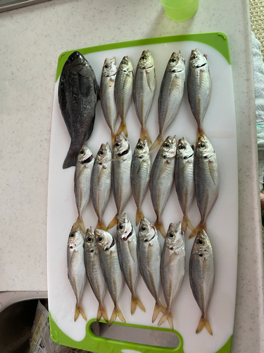 アジの釣果