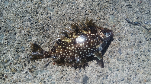 アイゴの釣果