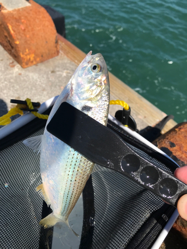 コノシロの釣果