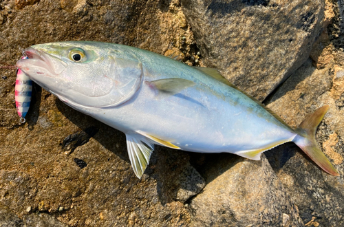 ヤズの釣果