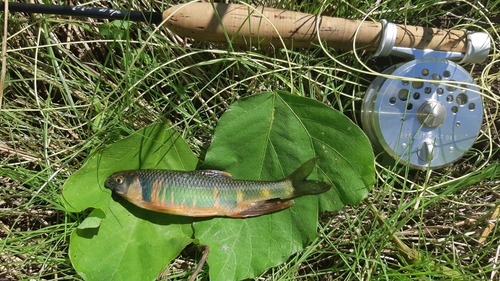 オイカワの釣果