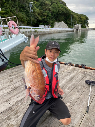 マダイの釣果