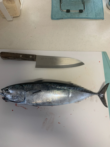 ソウダガツオの釣果