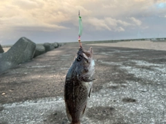 クロソイの釣果