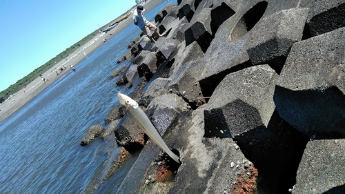 シロギスの釣果