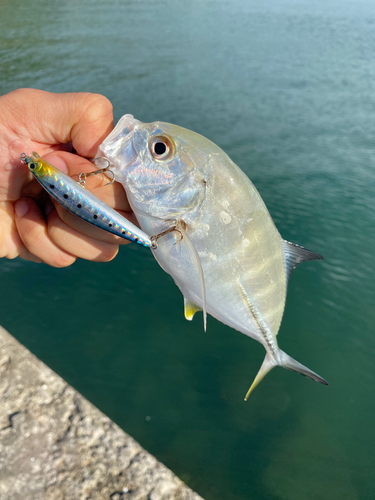 メッキの釣果