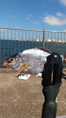 ウミタナゴの釣果