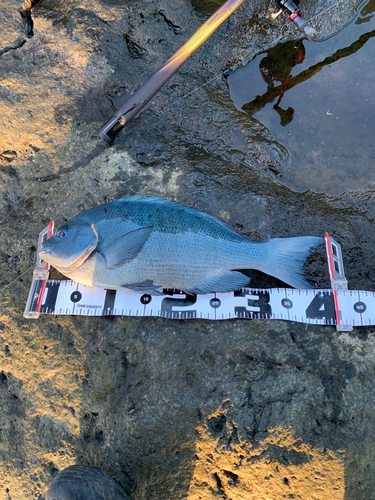 メジナの釣果