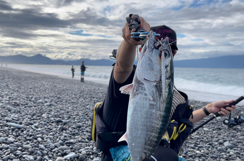 クロマグロの釣果