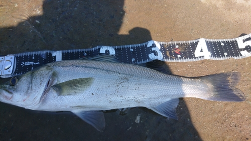 フッコ（マルスズキ）の釣果