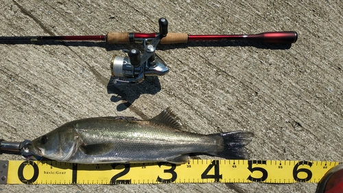 シーバスの釣果