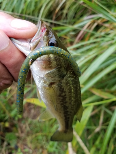 ラージマウスバスの釣果