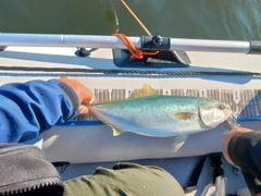 イナダの釣果