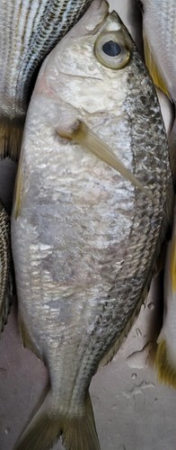 サメの釣果