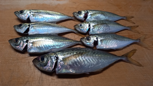 アジの釣果