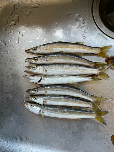 カマスの釣果