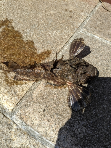 オニカサゴの釣果