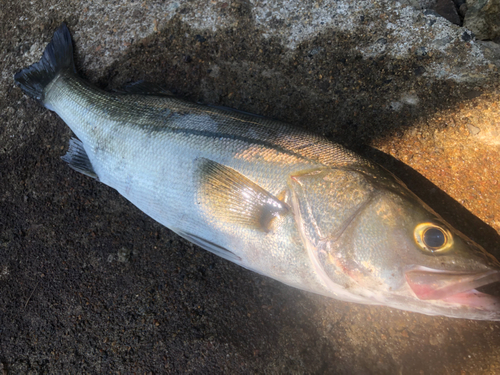 セイゴ（マルスズキ）の釣果