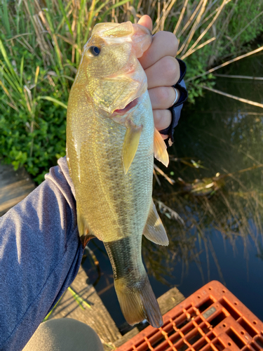 ラージマウスバスの釣果