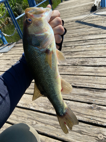 ラージマウスバスの釣果