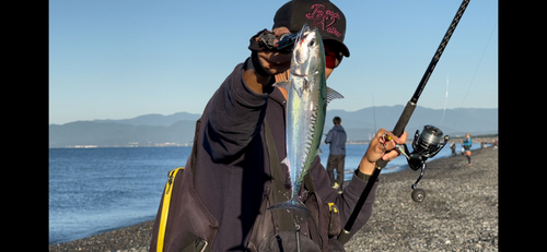 マルソウダの釣果