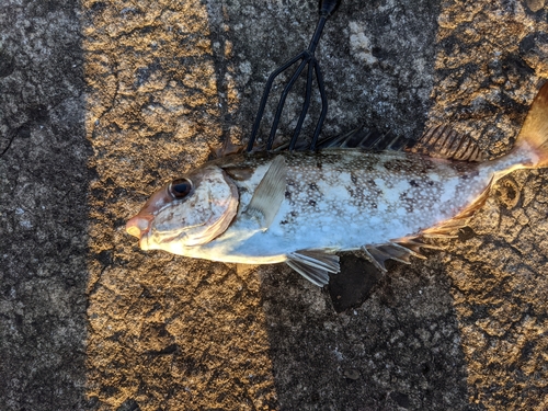 アイゴの釣果