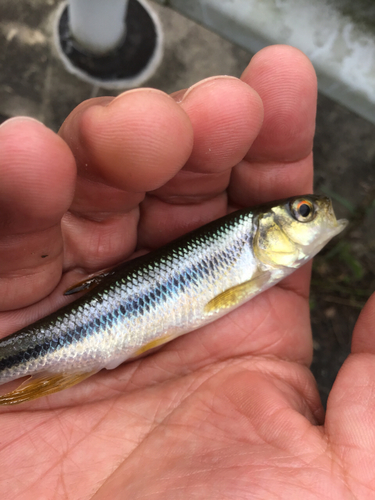 カワムツの釣果