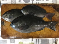 クチブトグレの釣果