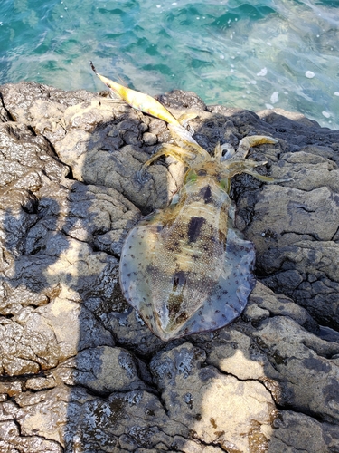 アオリイカの釣果